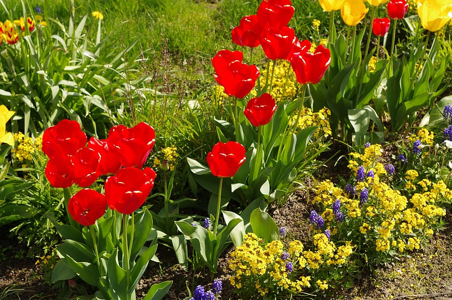 tulips, spring, garden, flowers, flowering plant, red, beauty in nature HD wallpaper
