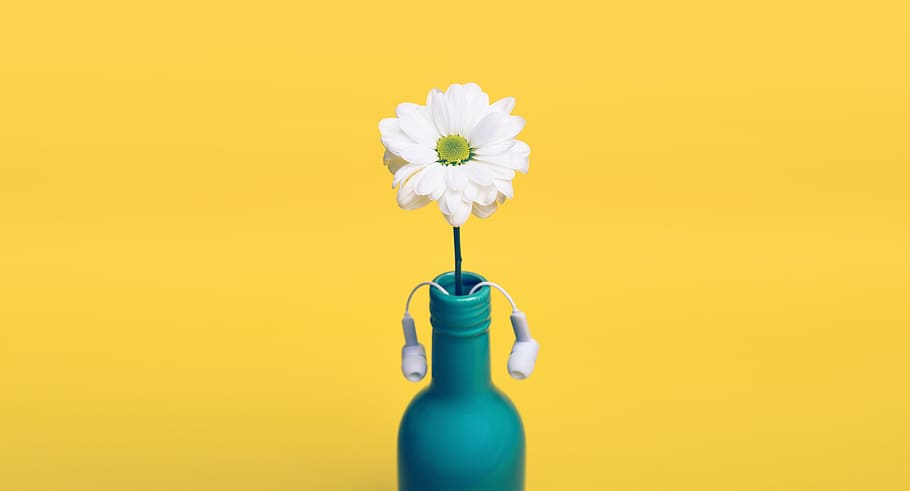 white Gerbera flower in blue bottle, yellow, daisy, vase, headphones HD wallpaper