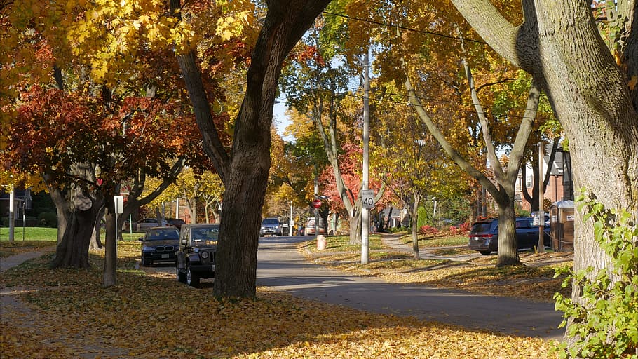 autumn, trees, nature, plant, change, tree trunk, plant part HD wallpaper