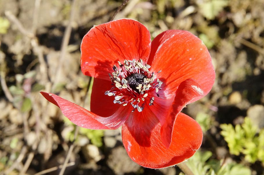 anemone, red, blossom, bloom, flower, beautiful, wild flower HD wallpaper