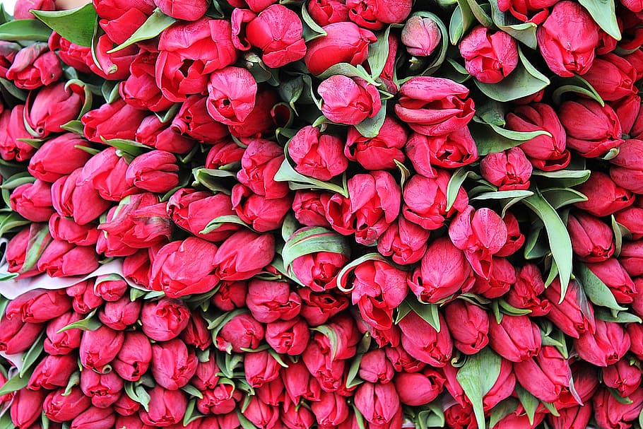 pink rose lot, tulips, flowers, spring, summer, red, background HD wallpaper