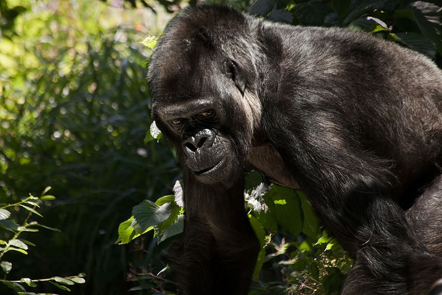 black gorilla, monkey, animal, silverback, ape, mammal, dominant