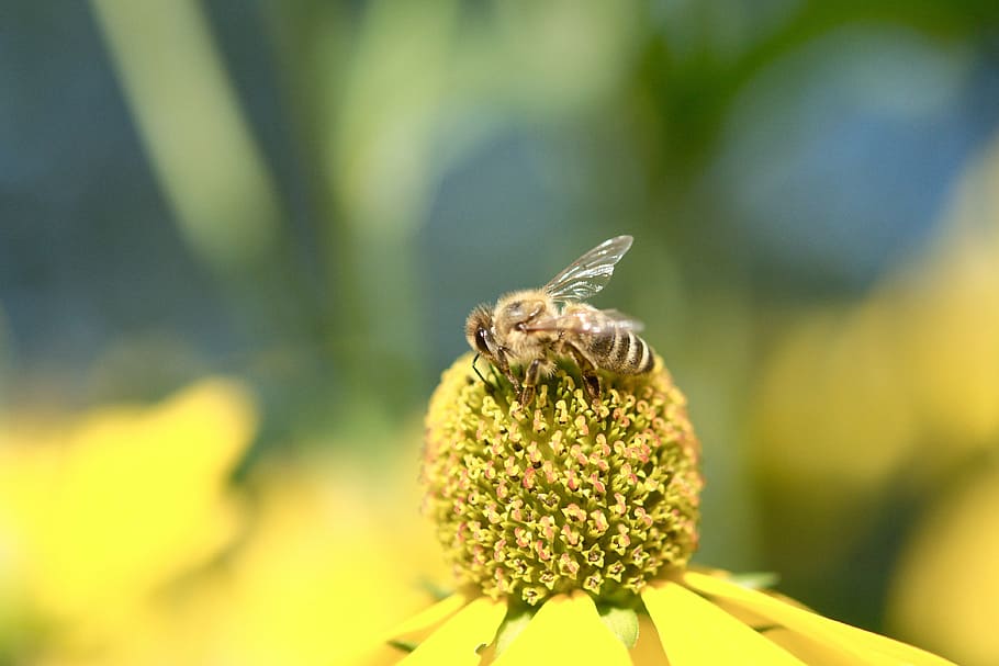 bee, blossom, bloom, inflorescence, spring, summer, insect HD wallpaper
