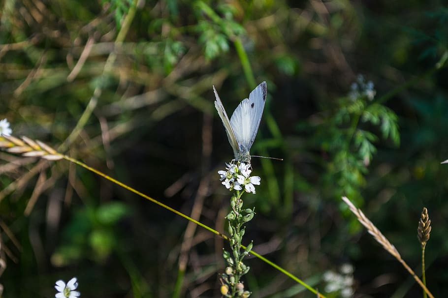 butterfly, insect, nature, plant, animal themes, flower, flowering plant HD wallpaper