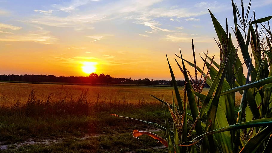 sunset, cornfield, nature, sky, mood, sunlight, landscape, agriculture HD wallpaper