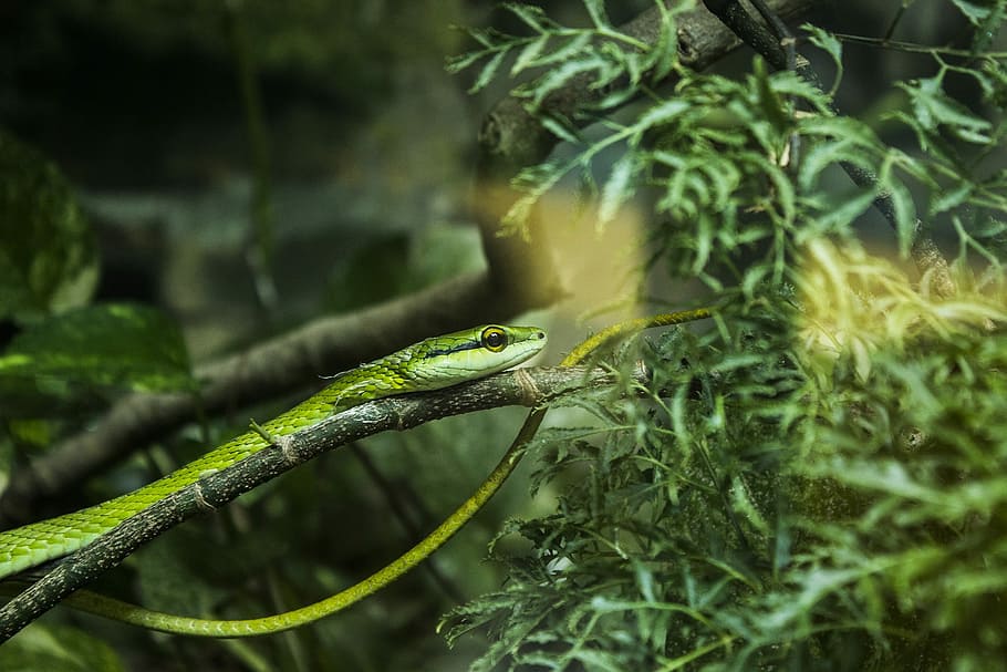 Snake, Herbivorous, Zoo, green color, nature, no people, outdoors HD wallpaper