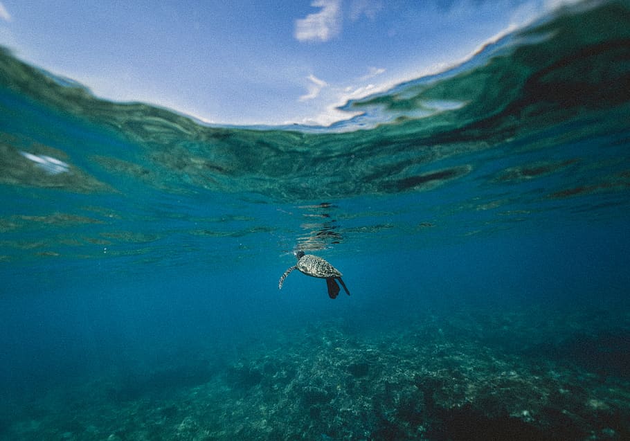 turtle swimming underwater during daytime, underwater photography of black tortoise HD wallpaper