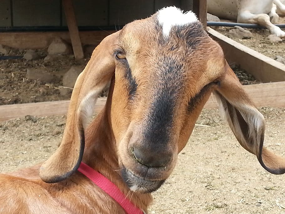 Goat, Farm, long ears, surprised, domestic, brown, livestock HD wallpaper