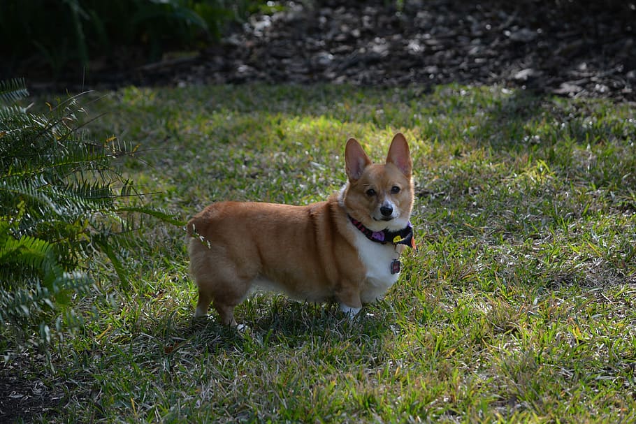 Corgi, Dog, Outside, Pet, Cute, one animal, animal themes, pets HD wallpaper