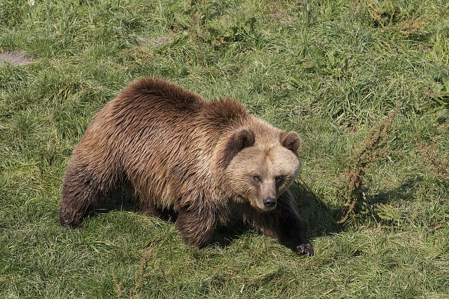 animals, bear, nature, brown, mammal, animal themes, animal wildlife HD wallpaper