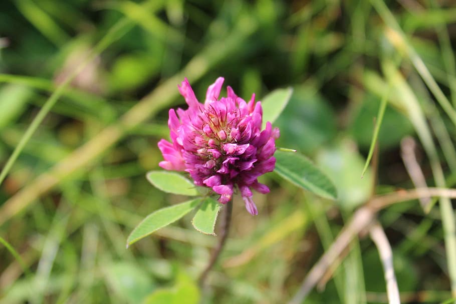 klee, red clover, meadow, flower, flowering plant, beauty in nature HD wallpaper