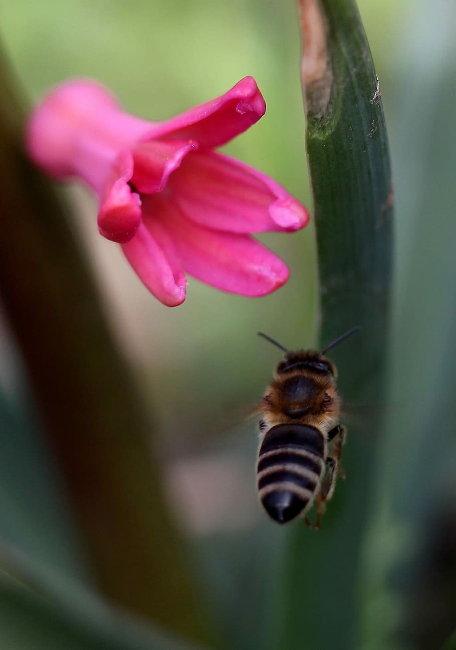 hyacinth, bee, flight, pollination, pink, flower, insecta, petals HD wallpaper