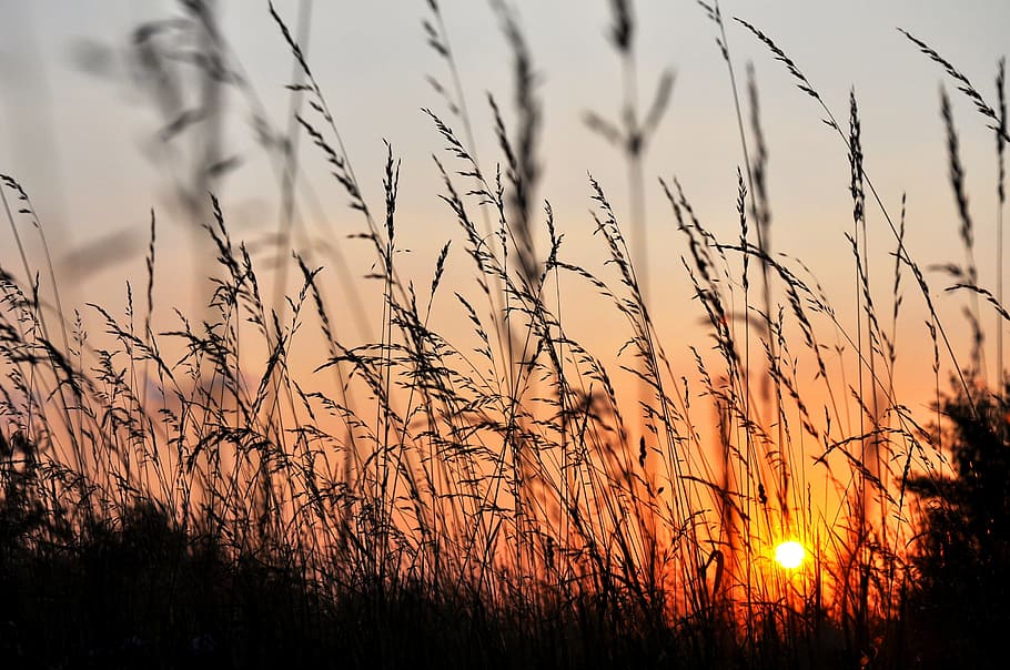 shallow focus of wheat field during sunset, west, grass, nature HD wallpaper