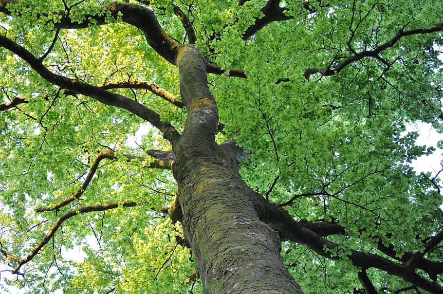 Tree, Trunk, Up, Branches, Leaves, green, nature, tree trunk HD wallpaper