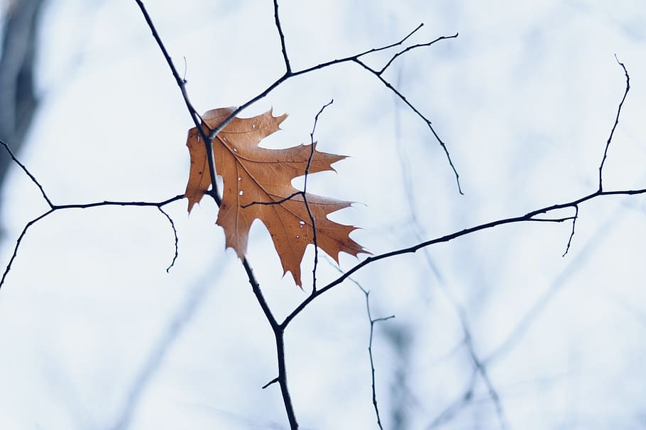 brown dry leaf photo during daytime, winter, fall, dead leaf HD wallpaper