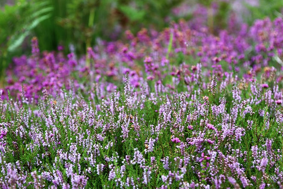 field, flowers, garden, petals, blooming, blur, close-up, delicate HD wallpaper