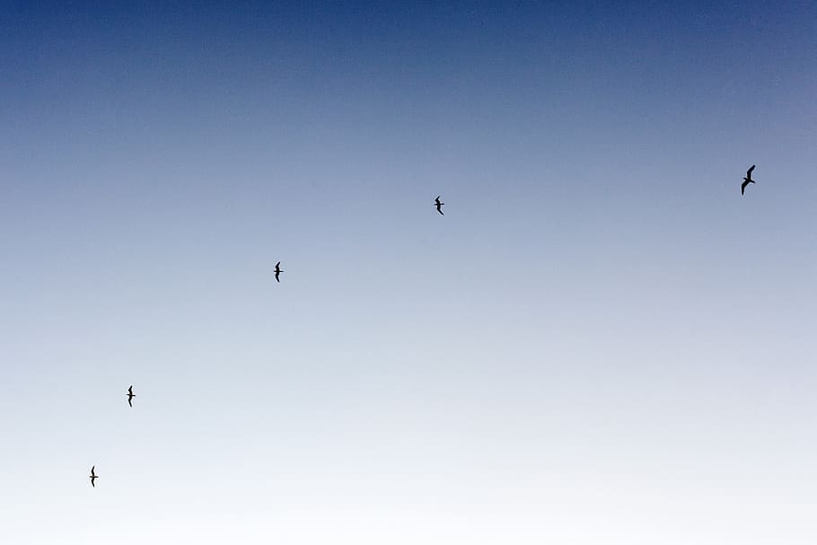 silhouette of birds flying in sky, birds flying on sky, five HD wallpaper
