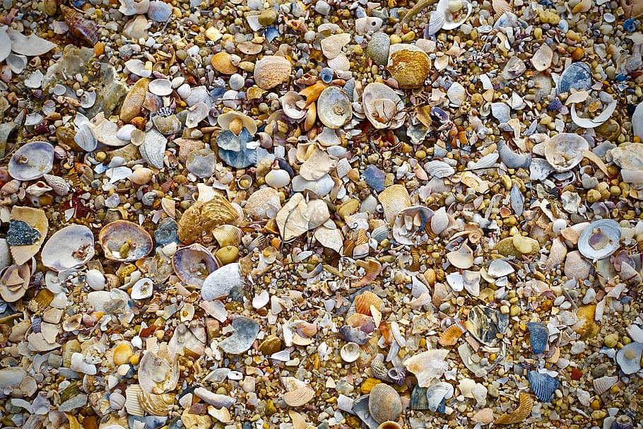 shells, beach, sand, beach scene, sea shells, seashells, pebble HD wallpaper