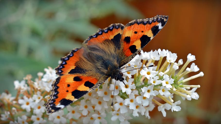 orange and black butterfly perch on white cluster flower, little fox, HD wallpaper