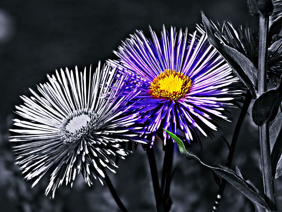 flower, flowers, summer, nature, garden, plant, flowering, violet flowers HD wallpaper
