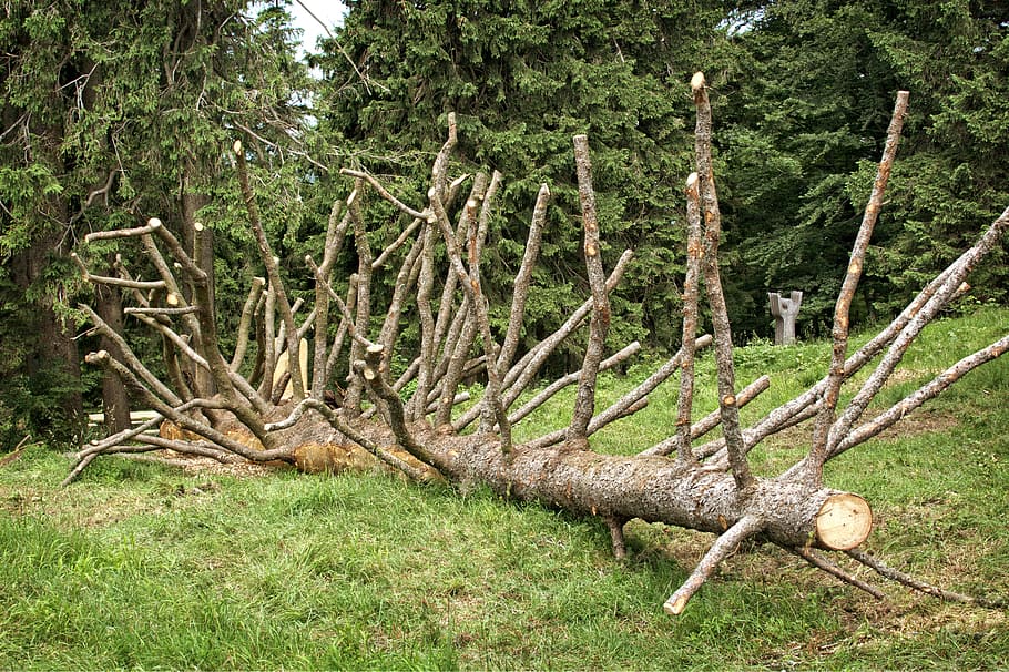 Branches, Aesthetic, Old, Tree, Butt, old tree, tree stump