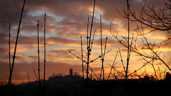 sunset, sky, aesthetic, trees, evening, mood, light, red, dark HD wallpaper