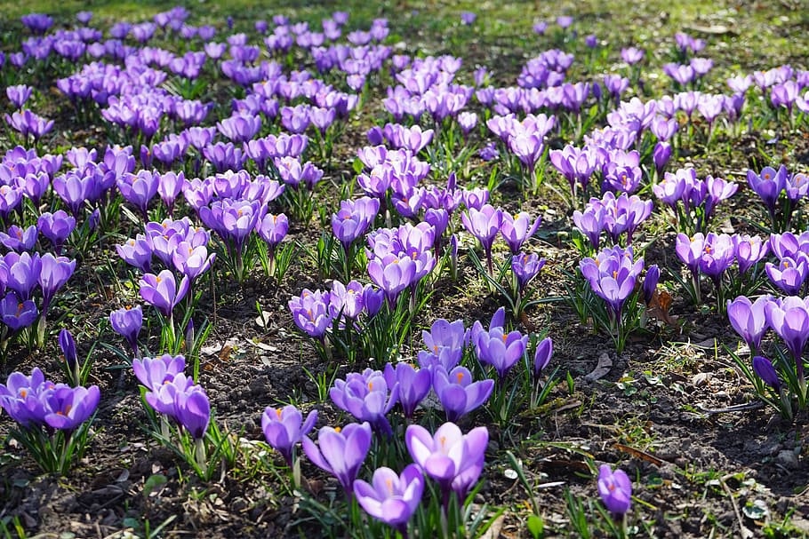 Crocus, Flowers, Plant, Spring, frühlingsblüher, violet, purple HD wallpaper