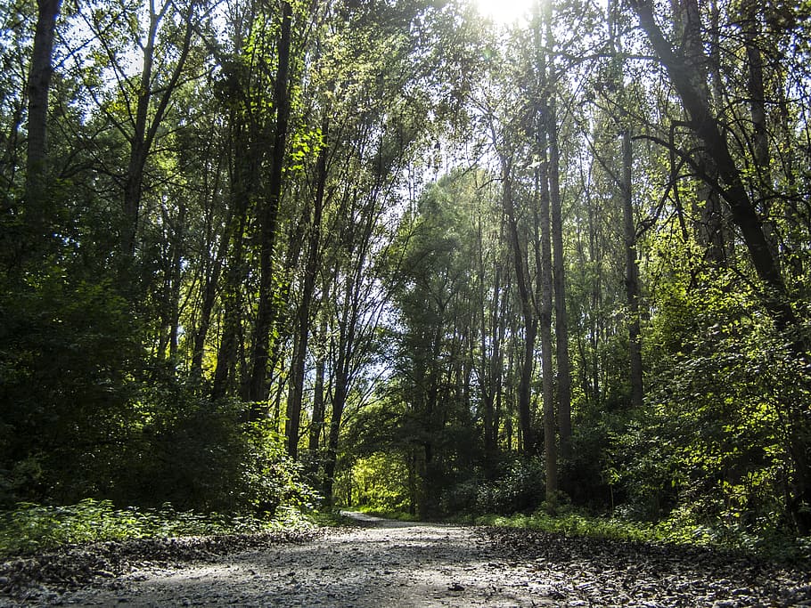 forest, road, trees, forest road, mystic, light and shadow HD wallpaper