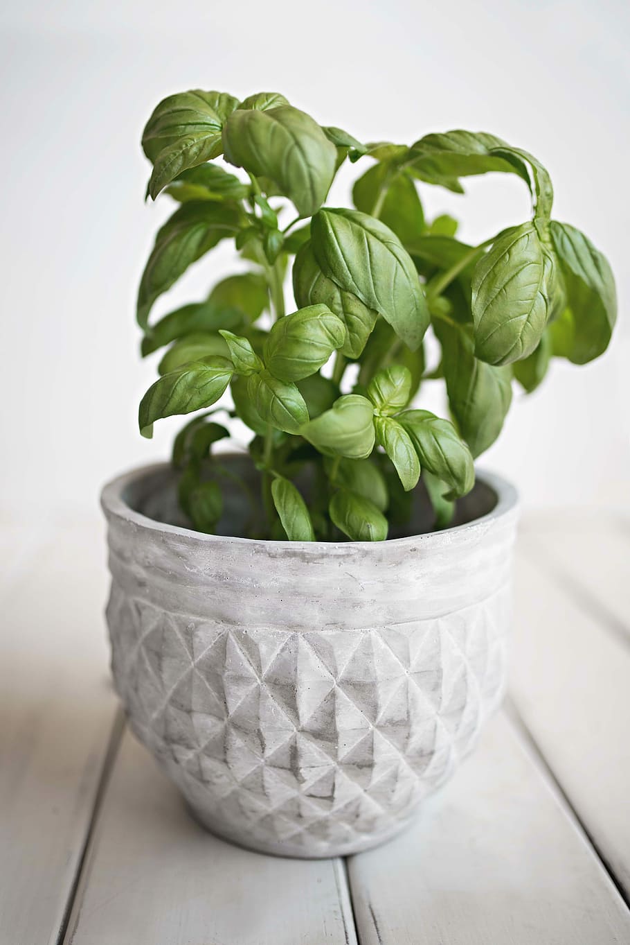 green leafed plant on white pot, green leafed plant in gray pot HD wallpaper