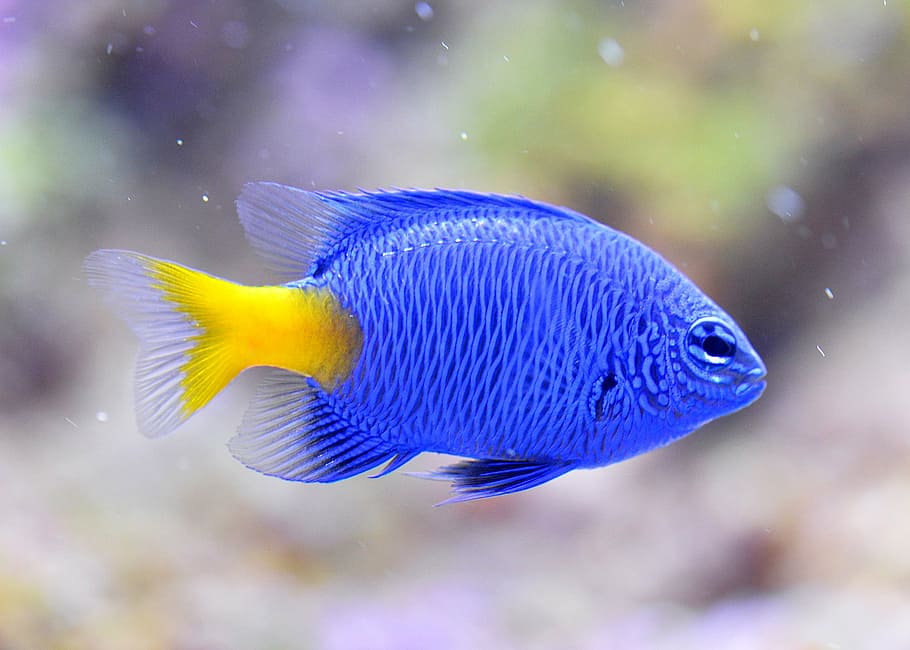 macro shot of blue and yellow fish, blue devils, clownfish, aquarium