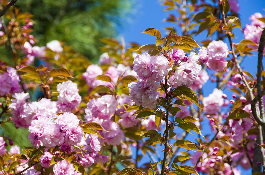 flower, nature, plant, tree, flowering plant, freshness, fragility HD wallpaper
