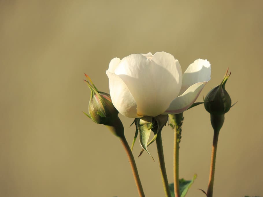 rose, white, blossom, bloom, bud, flower, nature, plant, petal HD wallpaper