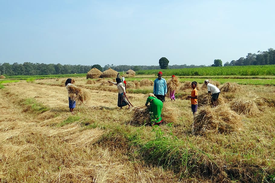 Paddy, Harvest, Hay, Stack, Workers, paddy harvest, hay stack HD wallpaper