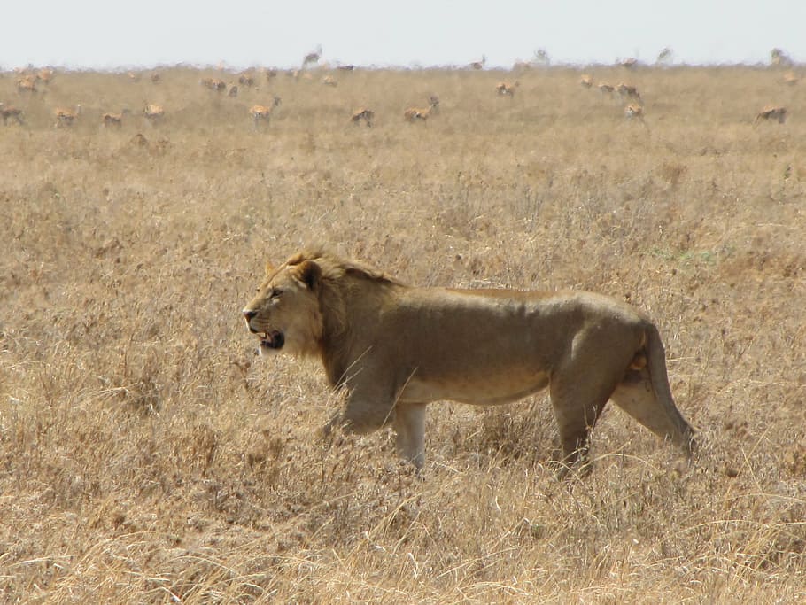 lion, runs, animals, background, hunting, tanzania, animal wildlife HD wallpaper