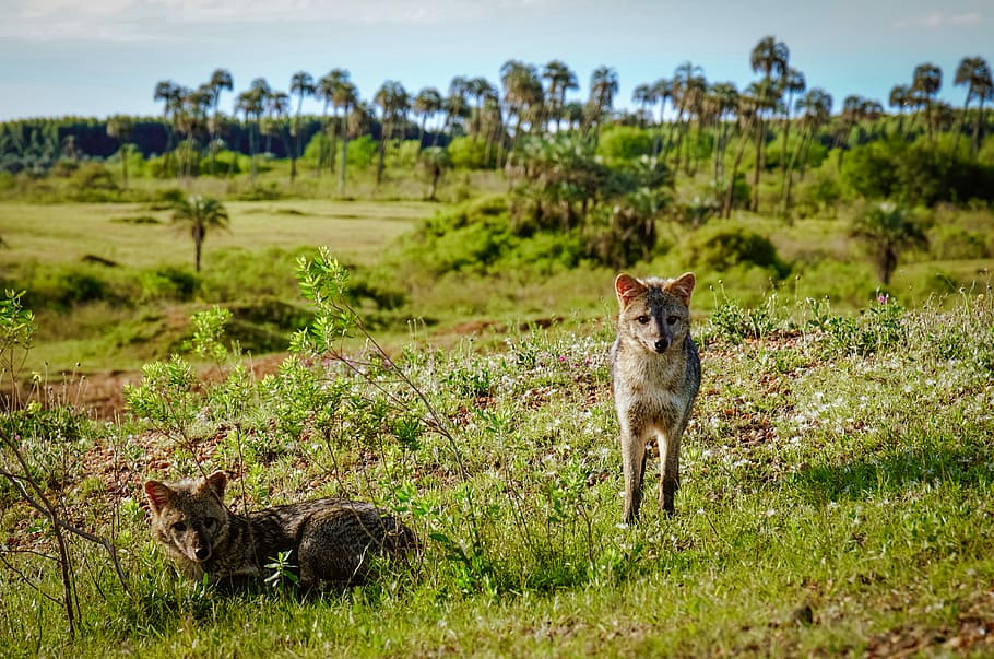 Fox in the nature, fox on grass, field, green, tree, woodland HD wallpaper