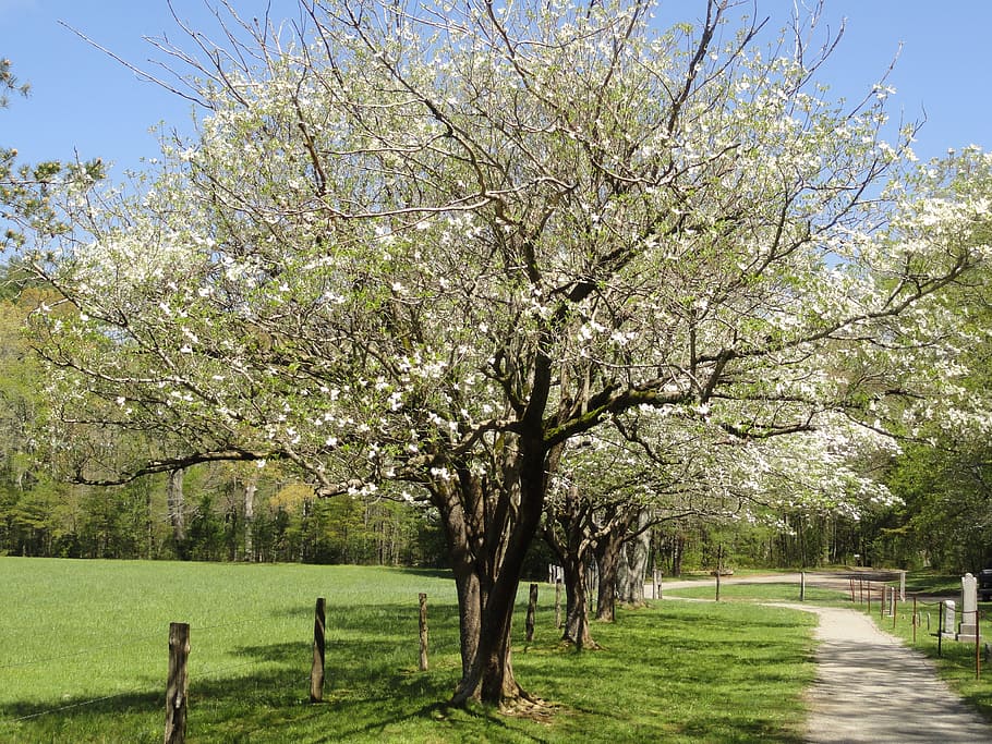 inline green petaled trees under blue sky, dogwood, nature HD wallpaper