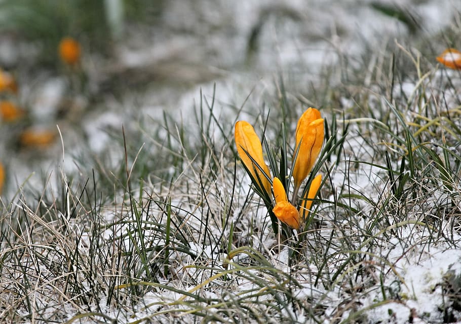 orange crocus flowers, yellow, bud, snow, cold, group, hidden HD wallpaper