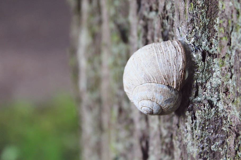 snail, tree, reptile, shell, nature, mollusk, animal, forest HD wallpaper