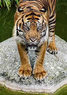 wildlife photography of tiger, view, cat, watch, predator, close HD wallpaper