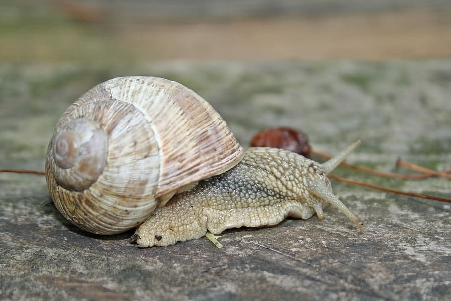 Snail, Animal, one animal, animal themes, animal wildlife, nature HD wallpaper