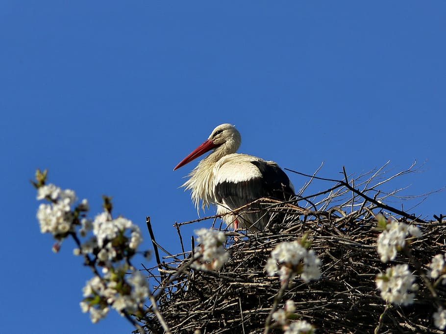 Stork, Spring, Bird, Nature, White, Sky, animals in the wild HD wallpaper