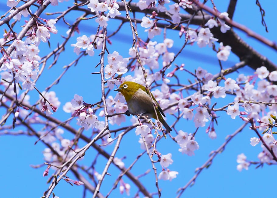 brown small bird perching on sakura tree branch under clear blue sky during daytime
