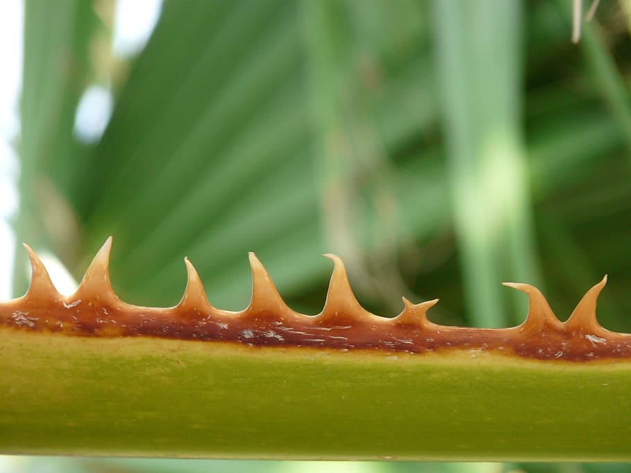 thorns, pink, leaf, orange brown, green, washingtonia filifera, HD wallpaper