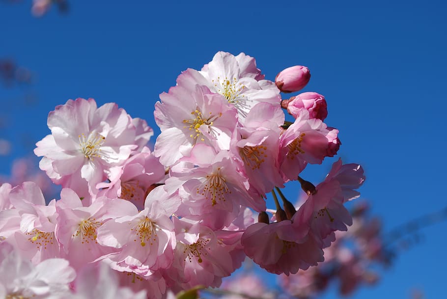 shallow focus photography of pink-and-white flowers, cherry HD wallpaper