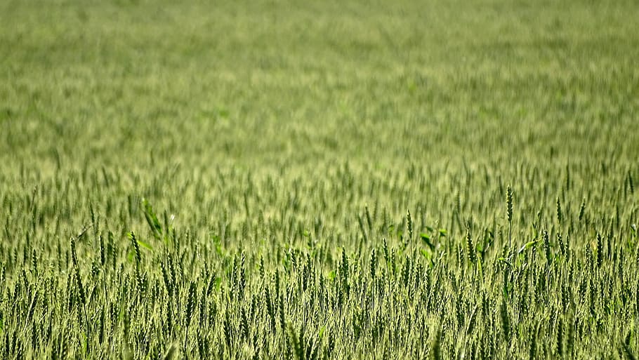 wheat, field, kolos, nature, wheat ripens, crops, rural landscape, HD wallpaper