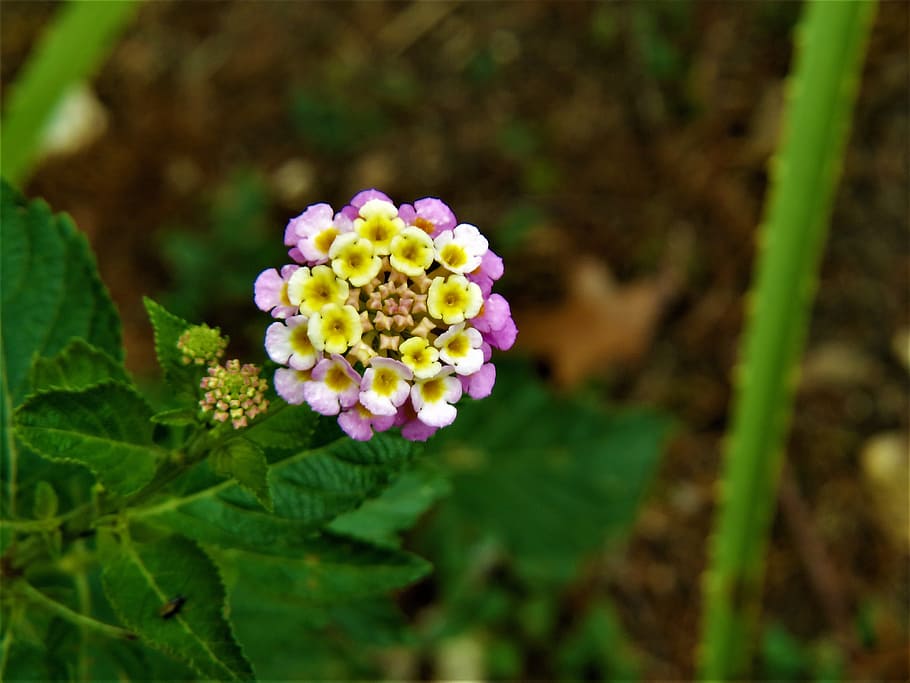 Tiny, Flower, Yellow, White, tiny flower, blue, green, garden HD wallpaper