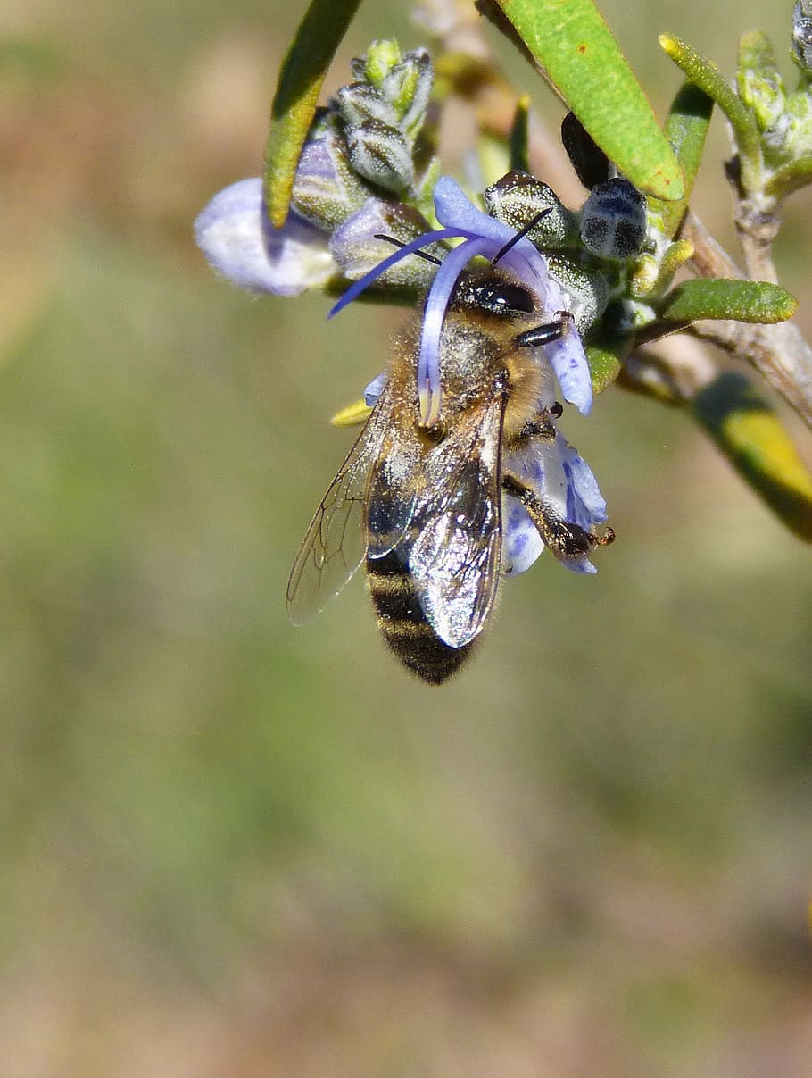 bee, rosemary, libar, sucking, insect, animal wildlife, animals in the wild HD wallpaper