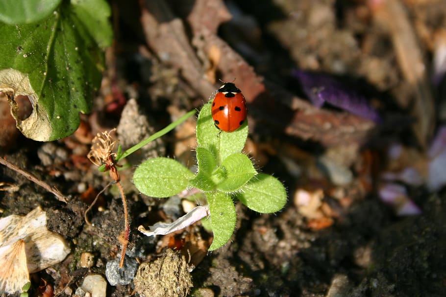 nature, plant, leaf, insect, garden, close, small, flower, spring HD wallpaper