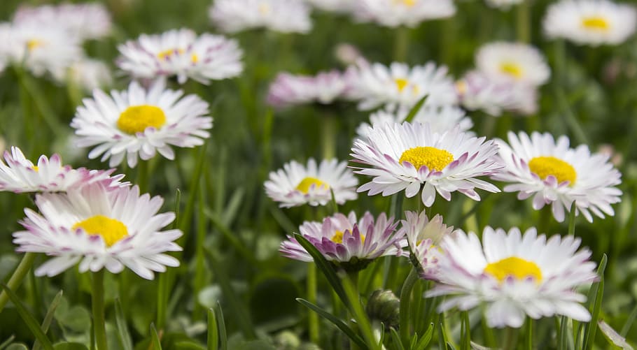 daisy, grass, simple, nature, close-up, flower, flowering plant HD wallpaper