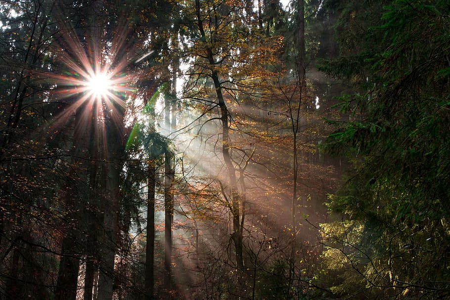 teutoburg forest, silver valley, landscape, trees, nature, germany HD wallpaper